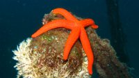 Echinodermes